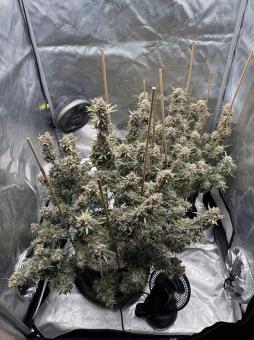 Lemon Pie Auto - картинка 4