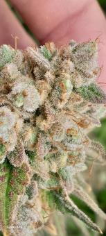 Buddha Ak - картинка 2