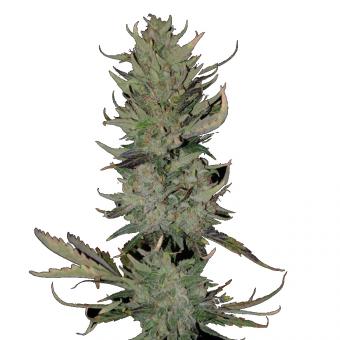 The Palmar - картинка 4