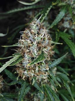 Z-Up Auto - картинка 4