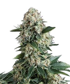 Auto New York City - картинка 3