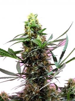 GMO Fast - картинка 1