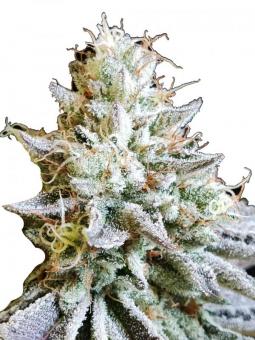 Dutch Kush - картинка 1