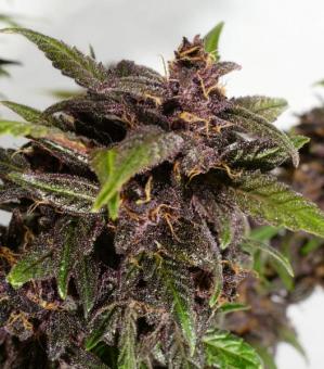 CBD Auto Blackberry Kush - картинка 5