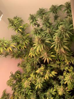 Train Wreck - картинка 3