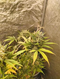 Auto Strawberry Banana genetics - картинка 6