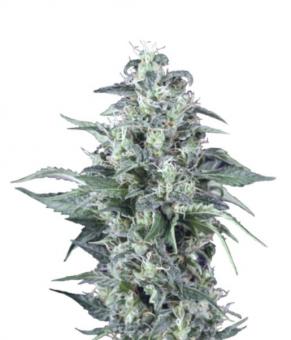 Kryptonite - картинка 1