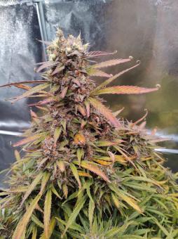 Mimosa Cake Auto - картинка 2