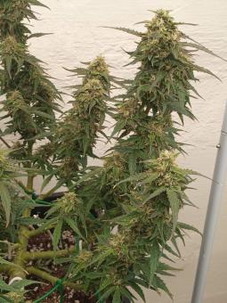 Super Critical Auto - картинка 3