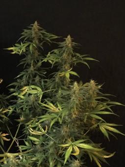 Auto AK XXL genetics - картинка 3