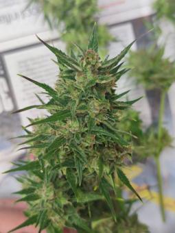 Royal Dwarf Auto - картинка 10