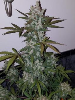 Girl Scout Cookies Auto - картинка 1