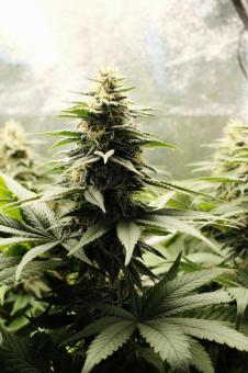 Blueberry - картинка 2