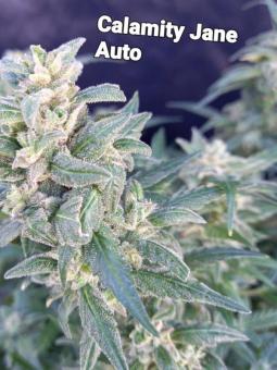 Calamity Jane Auto - картинка 7