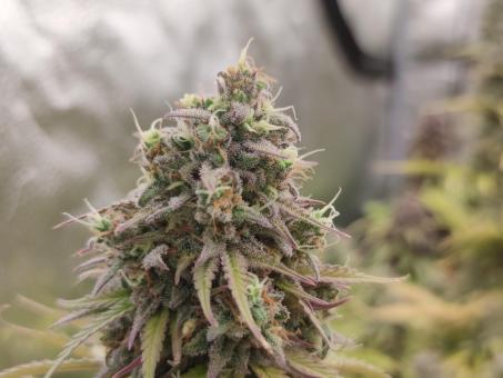 Auto Northern Lights - картинка 5