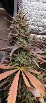 Morpheus - картинка 1