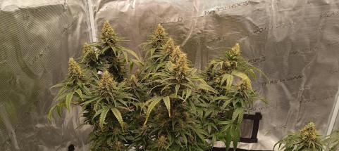 Ice Cream - картинка 2