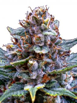 Og Confidential - картинка 4