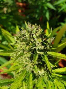 Kalashnikova Auto - картинка 4