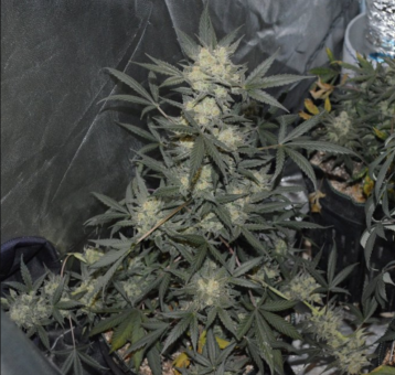 Girl Scout Cookies Auto - картинка 10