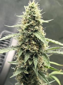 Northern Lights - картинка 5