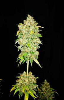 Sour Tangie Dawg - картинка 3