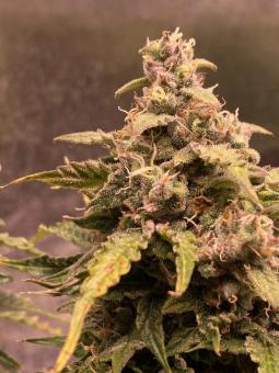 Buddha Auto White Widow - картинка 3