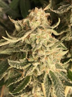 HiFi 4G - картинка 3