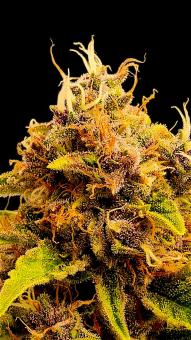 Black Muffin F1 Fast Version - картинка 4