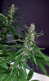 Critical Neville Haze 2.0 - картинка 5