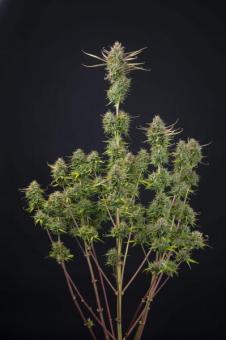 Cookies and Cream Auto - картинка 2