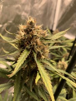 Wedding Glue Auto - картинка 6