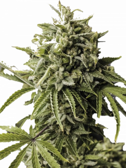 Auto Gummy Kush genetics - картинка 4