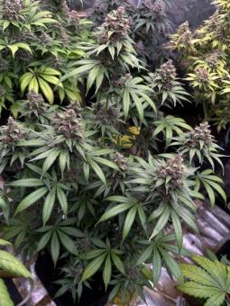 Purple Lemonade FF - картинка 7