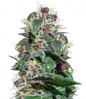 Ayahuasca Purple - картинка 1