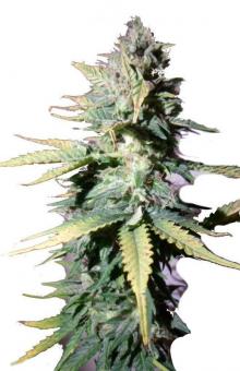 Auto Kong 4 Auto - картинка 5