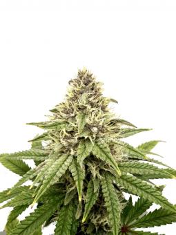 Blueberry Auto - картинка 1