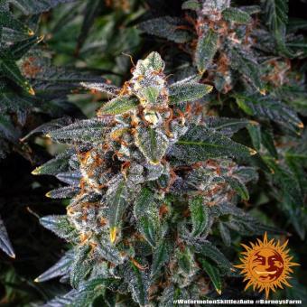 Watermelon Zkittlez Auto - картинка 5