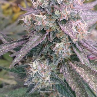 Eleven Roses - картинка 1