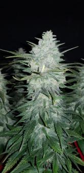 Gelato Auto - картинка 9