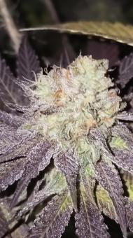 Purple Mints - картинка 5