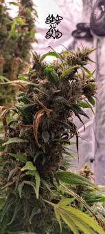 Chronic Fast F1 BX Regular - картинка 3