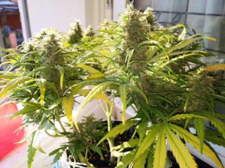 Prima Hollandica - картинка 2