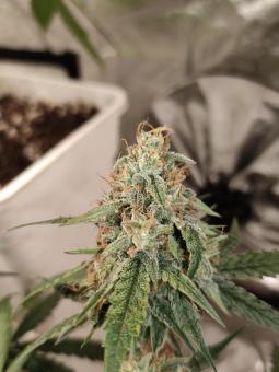 Guava x Gelato 41 Auto - картинка 3