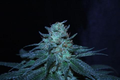 Rainbow Road - картинка 6