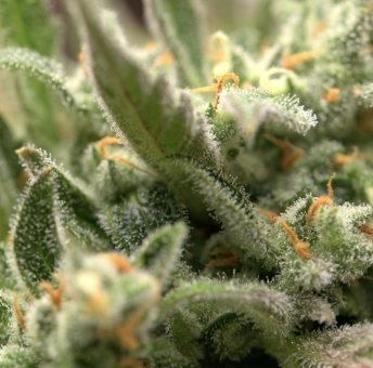 Permanent Jealousy XL Auto - картинка 2