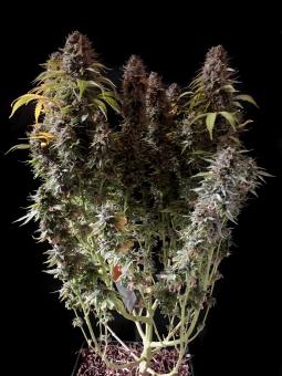 Auto Alpujarreña - картинка 4