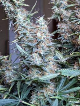 Black Ultimate Genetics - картинка 5