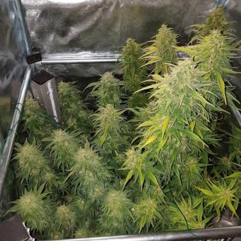 Gorilla Auto (Gorilla Glue Auto) - картинка 7