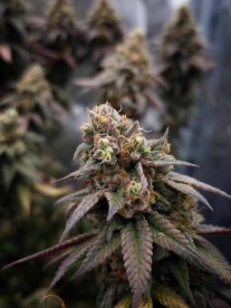 Rainbow Melon - картинка 1